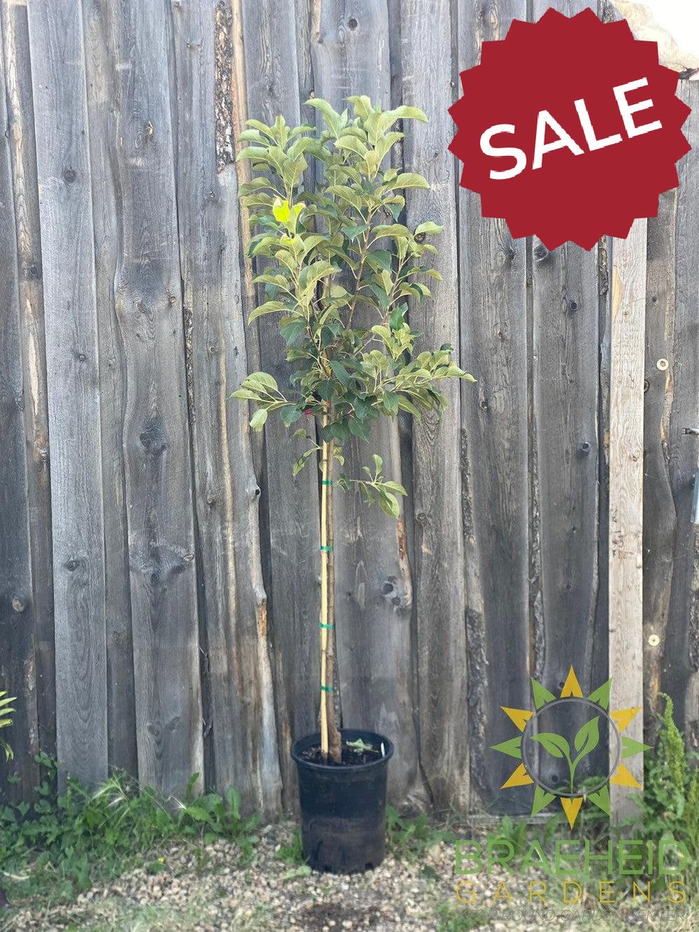 Norkent Apple- Tree for sale, Grown in Grande Prairie -Braeheid Gardens Ltd. on Emerson Trail