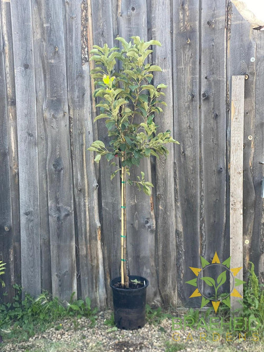Norkent Apple- Tree for sale, Grown in Grande Prairie -Braeheid Gardens Ltd. on Emerson Trail