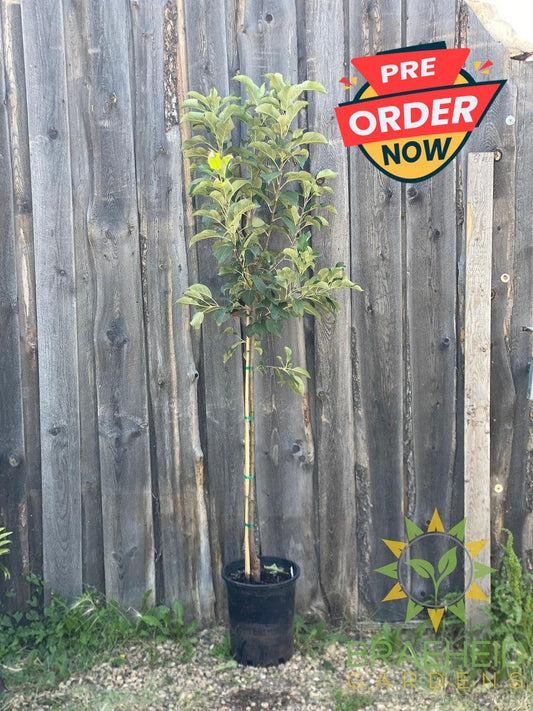 Norkent Apple- Tree for sale, Grown in Grande Prairie -Braeheid Gardens Ltd. on Emerson Trail
