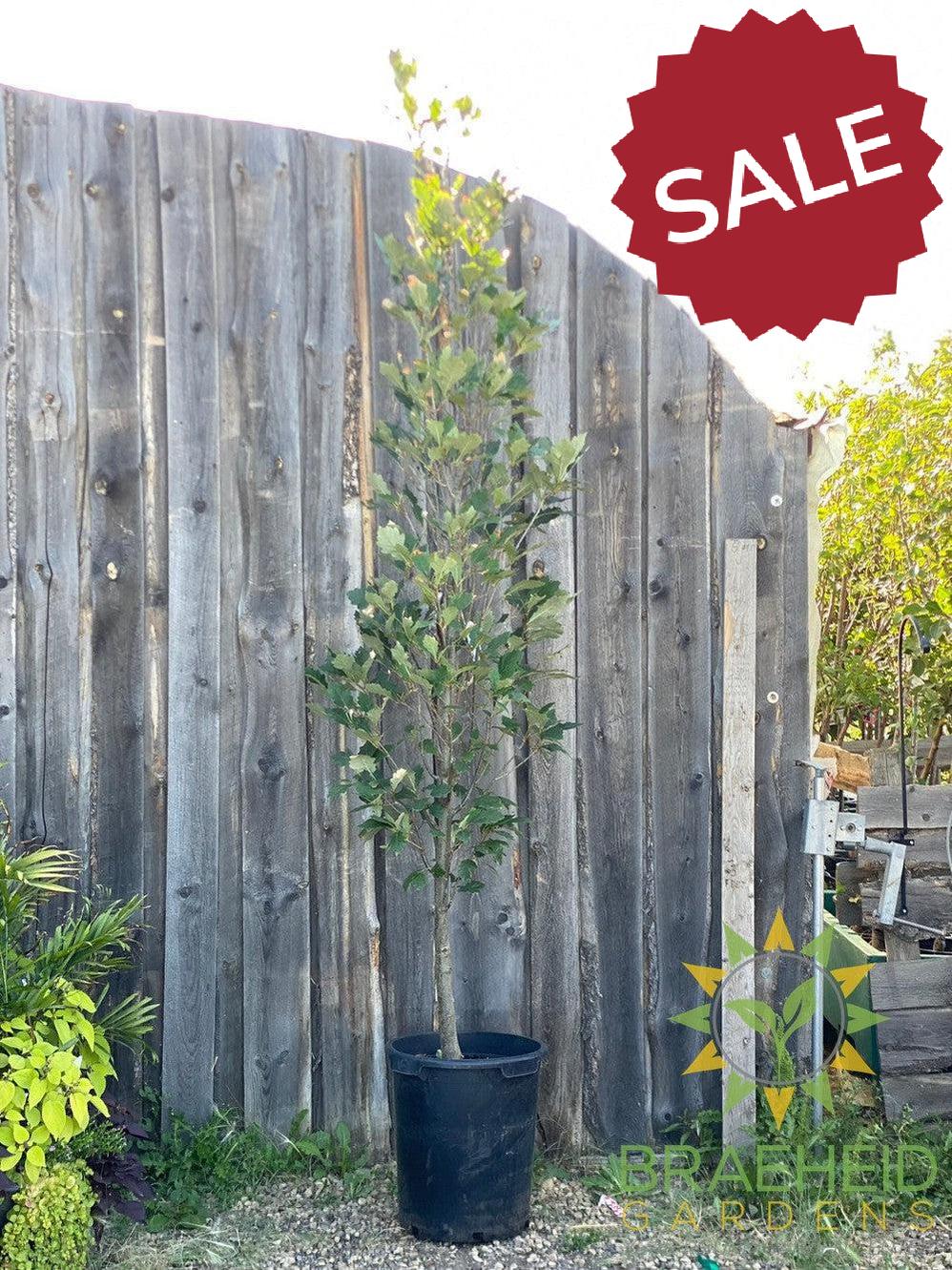 Regal Prince® Oak- Tree for sale, Grown in Grande Prairie -Braeheid Gardens Ltd. on Emerson Trail