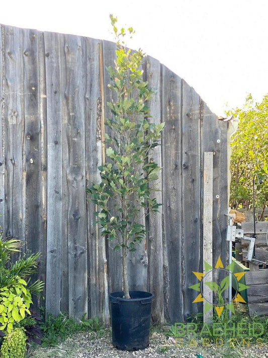 Regal Prince® Oak- Tree for sale, Grown in Grande Prairie -Braeheid Gardens Ltd. on Emerson Trail