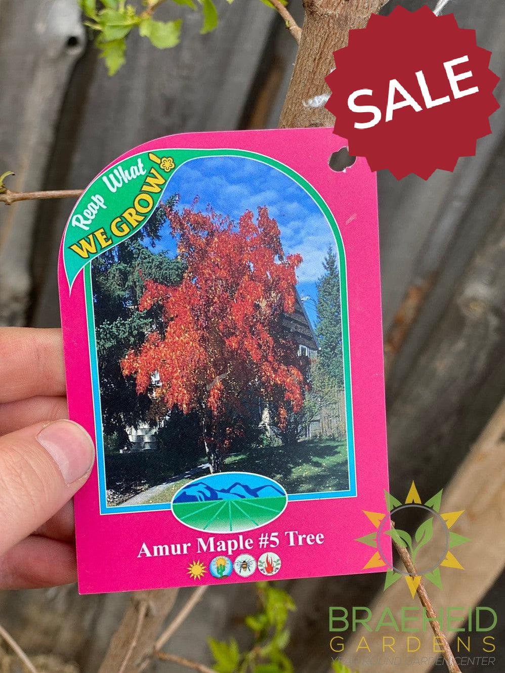 Amur Maple Tree- Tree for sale, Grown in Grande Prairie -Braeheid Gardens Ltd. on Emerson Trail