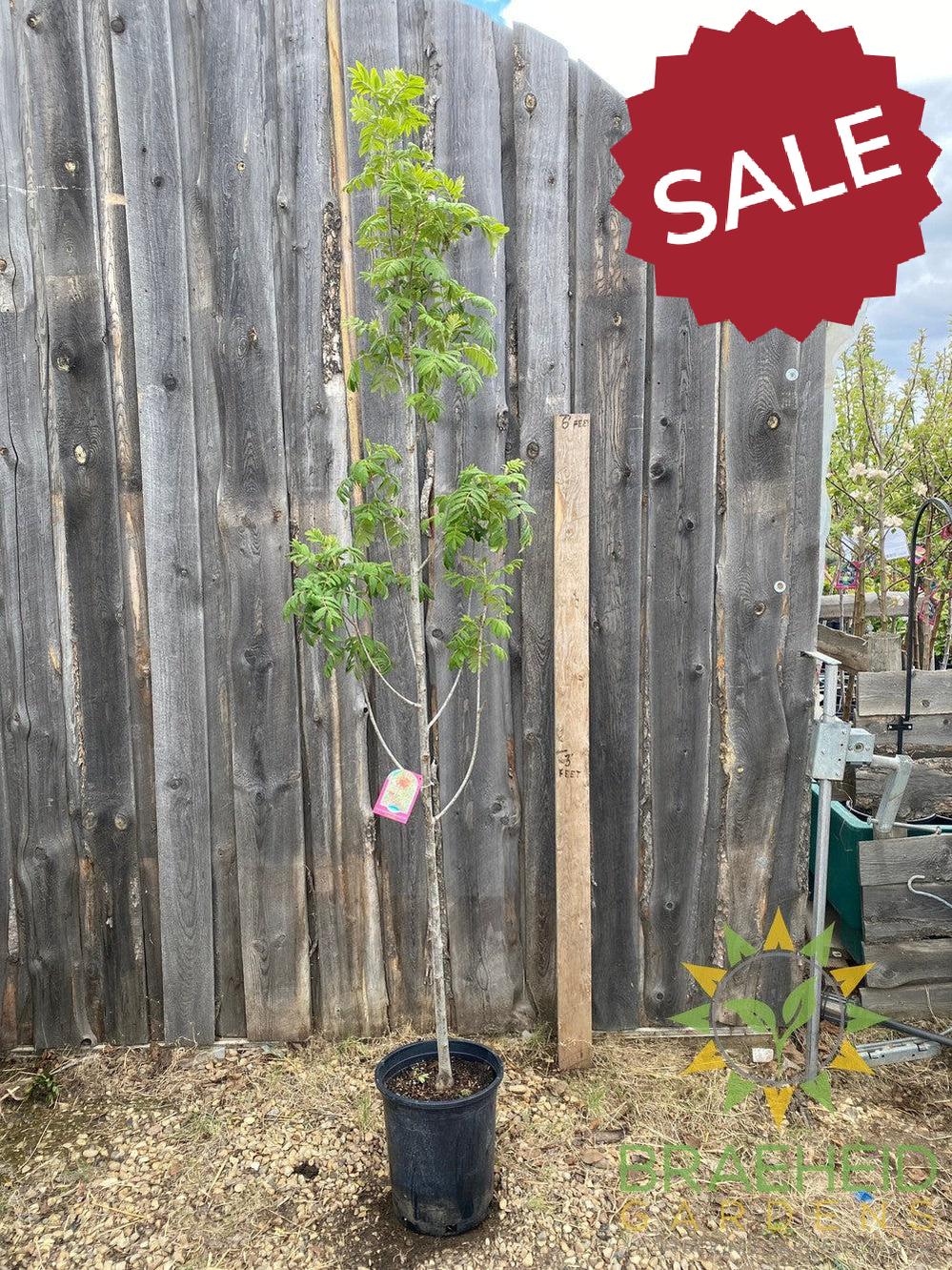 Luxor Pyramidal Mountain Ash- Tree for sale, Grown in Grande Prairie -Braeheid Gardens Ltd. on Emerson Trail
