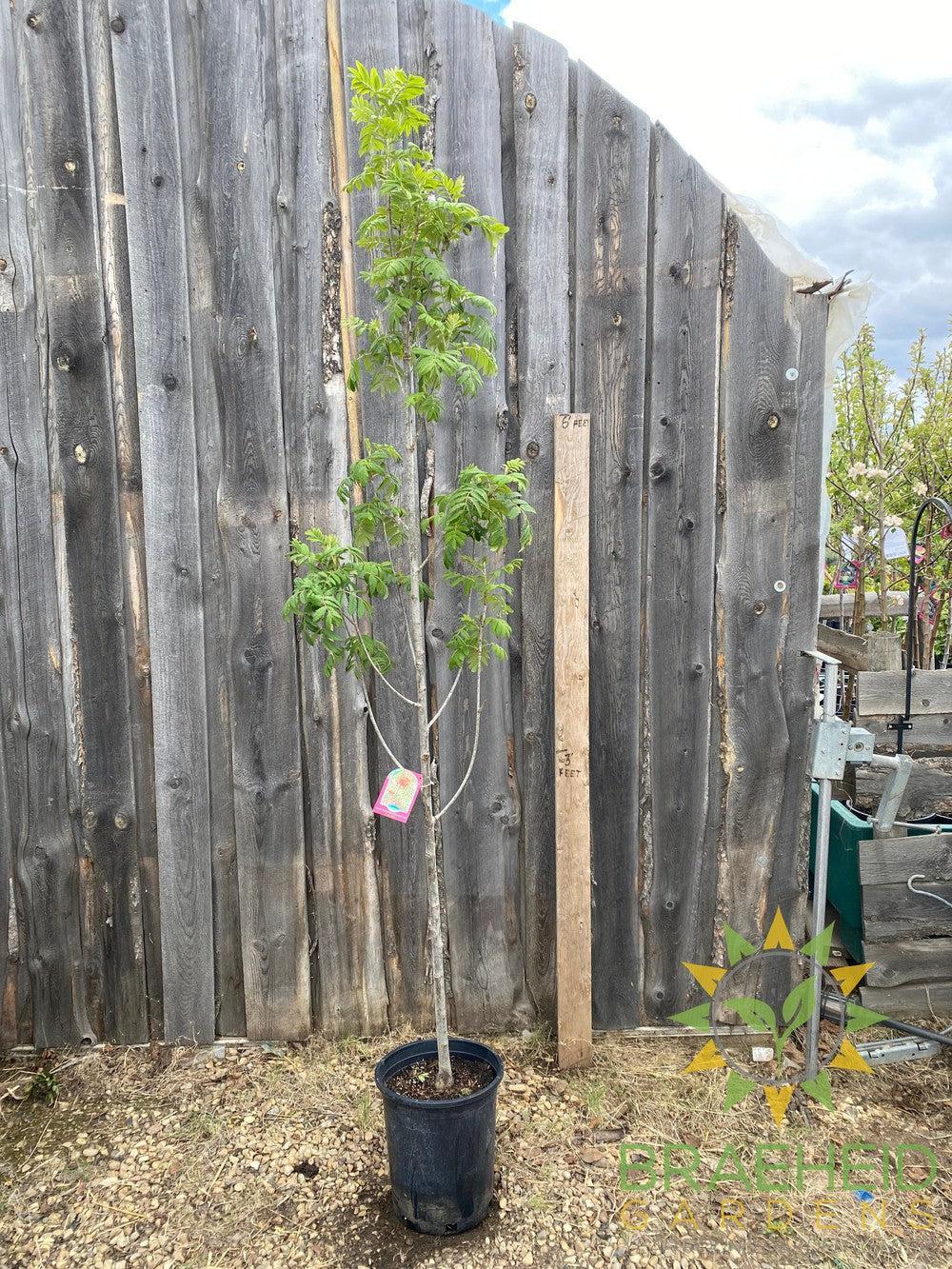 Luxor Pyramidal Mountain Ash- Tree for sale, Grown in Grande Prairie -Braeheid Gardens Ltd. on Emerson Trail