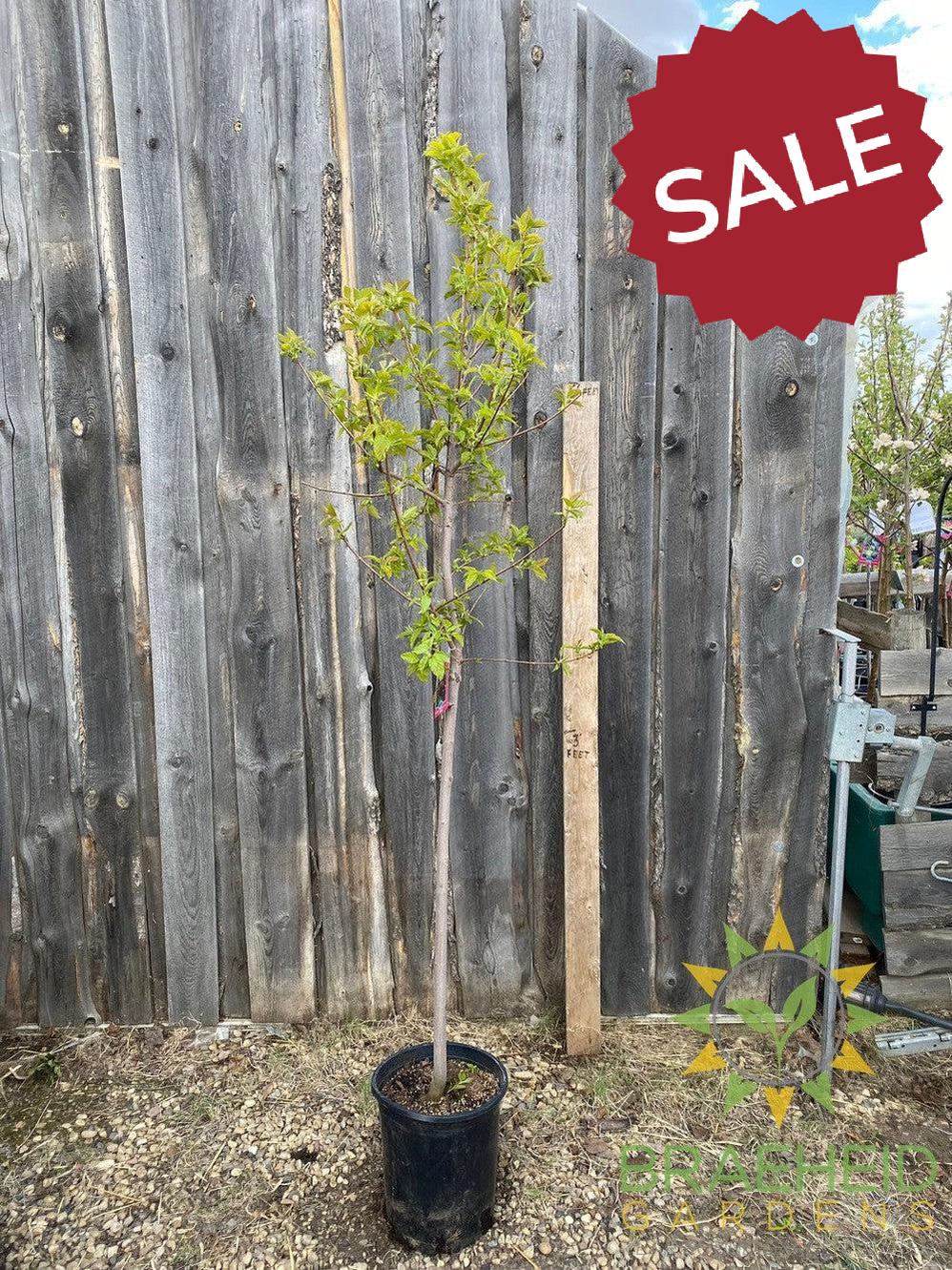 Ruby Slippers Amur Maple- Tree for sale, Grown in Grande Prairie -Braeheid Gardens Ltd. on Emerson Trail