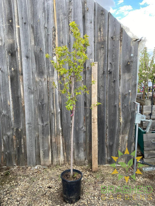 Ruby Slippers Amur Maple- Tree for sale, Grown in Grande Prairie -Braeheid Gardens Ltd. on Emerson Trail