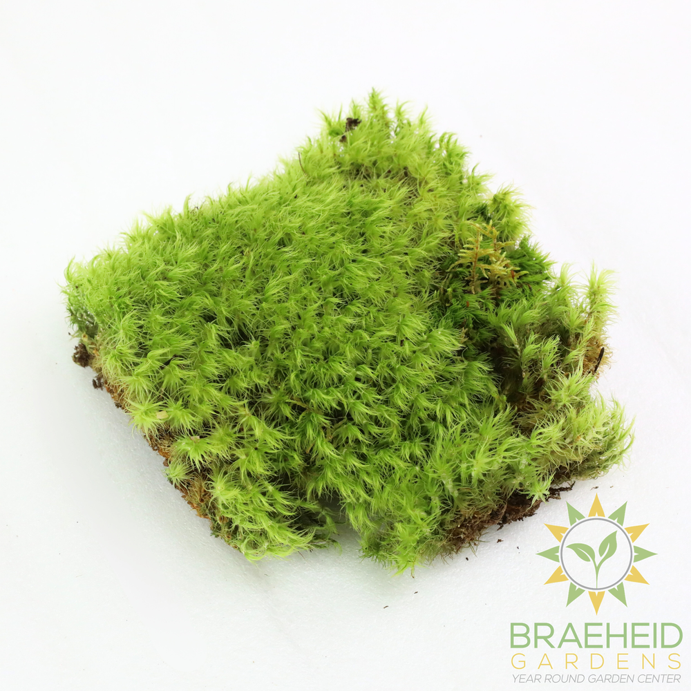 Mood Moss - Revita-Moss (Dicranum)