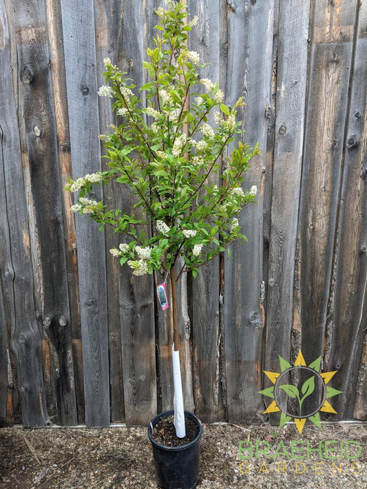 Advance Mayday- Tree for sale, Grown in Grande Prairie -Braeheid Gardens Ltd. on Emerson Trail