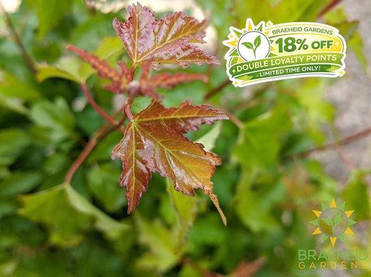 rocky mountain maple