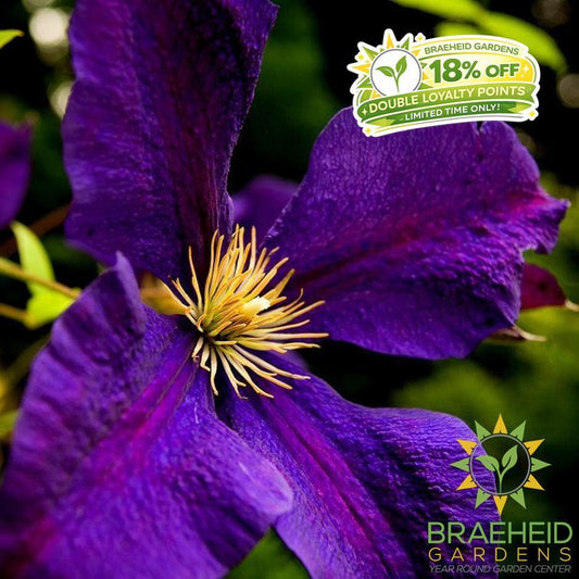 Jackmanii Superba Clematis