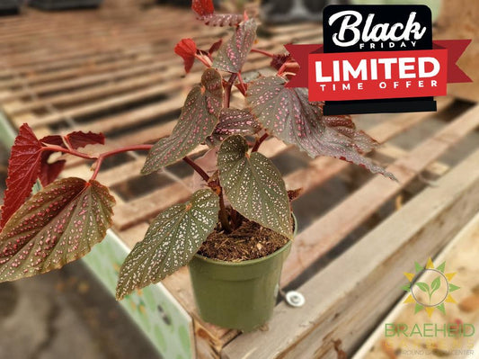 Red Angel Wing Begonia