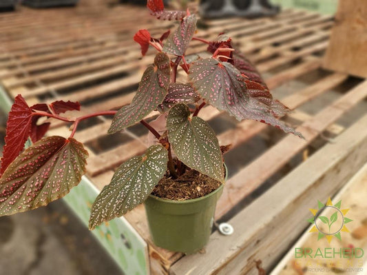 Red Angel Wing Begonia