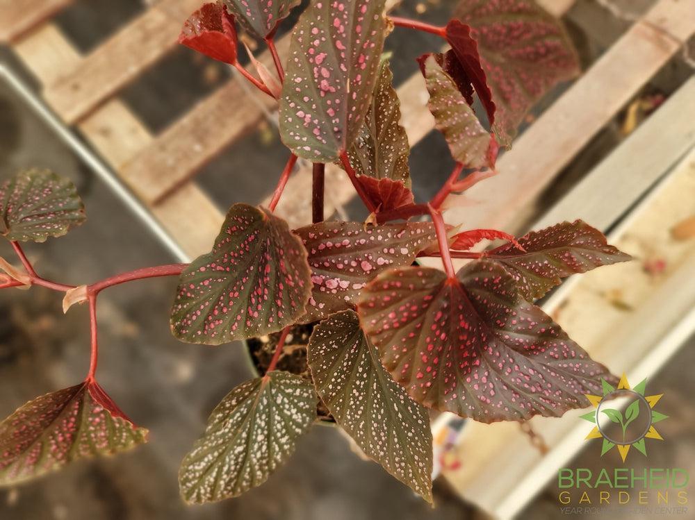 Red Angel Wing Begonia