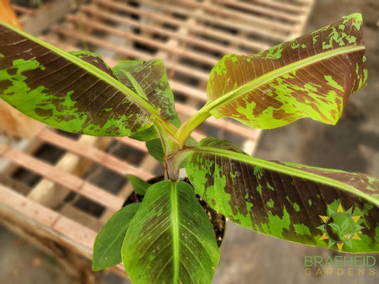 Dwarf Banana Cavendish