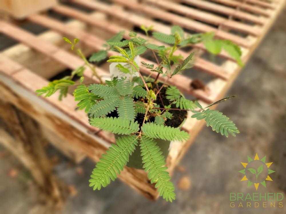 Sensitive Plant - Mimosa