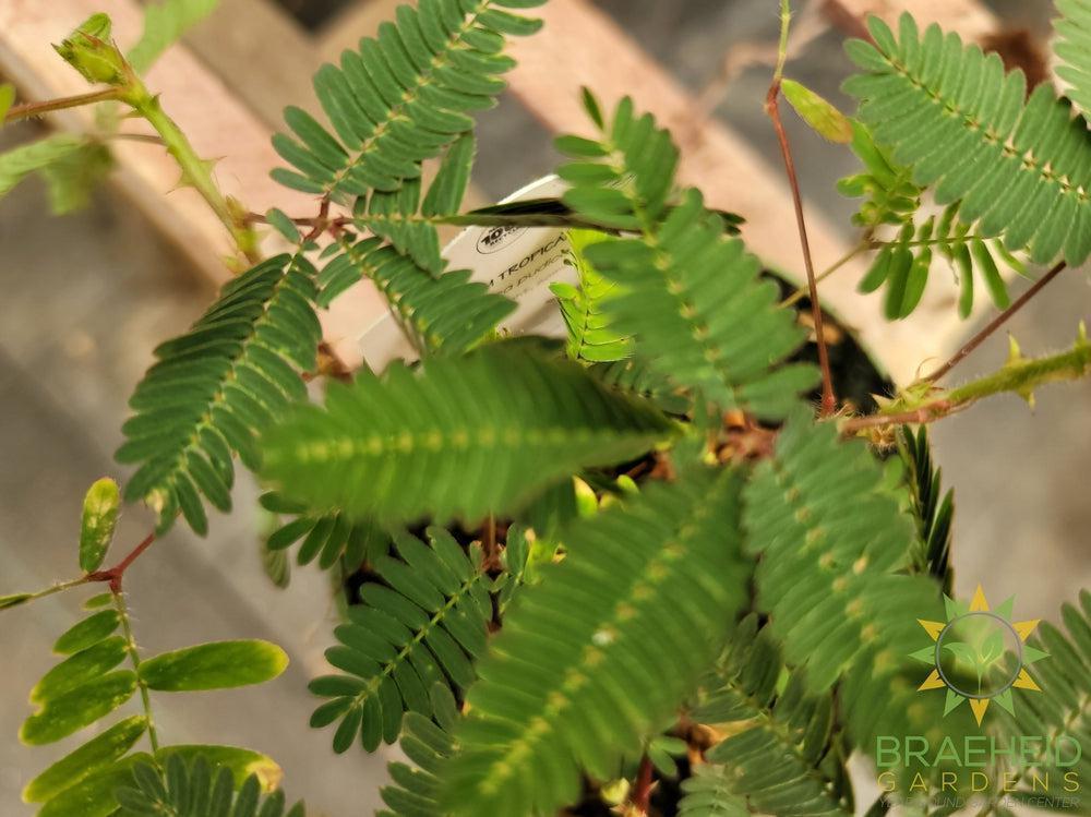 Sensitive Plant - Mimosa