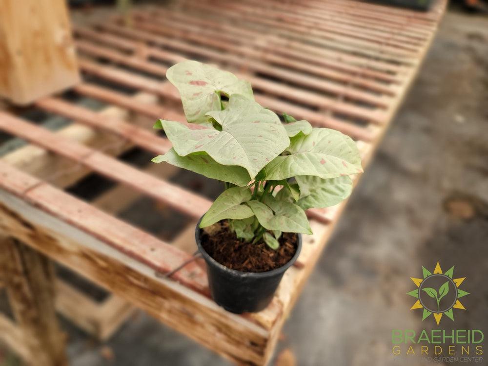 Syngonium Milk Confetti
