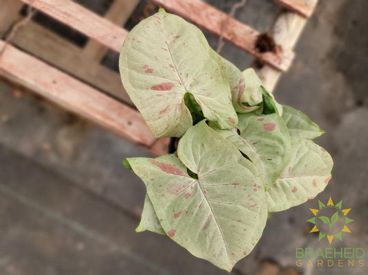 Syngonium Milk Confetti