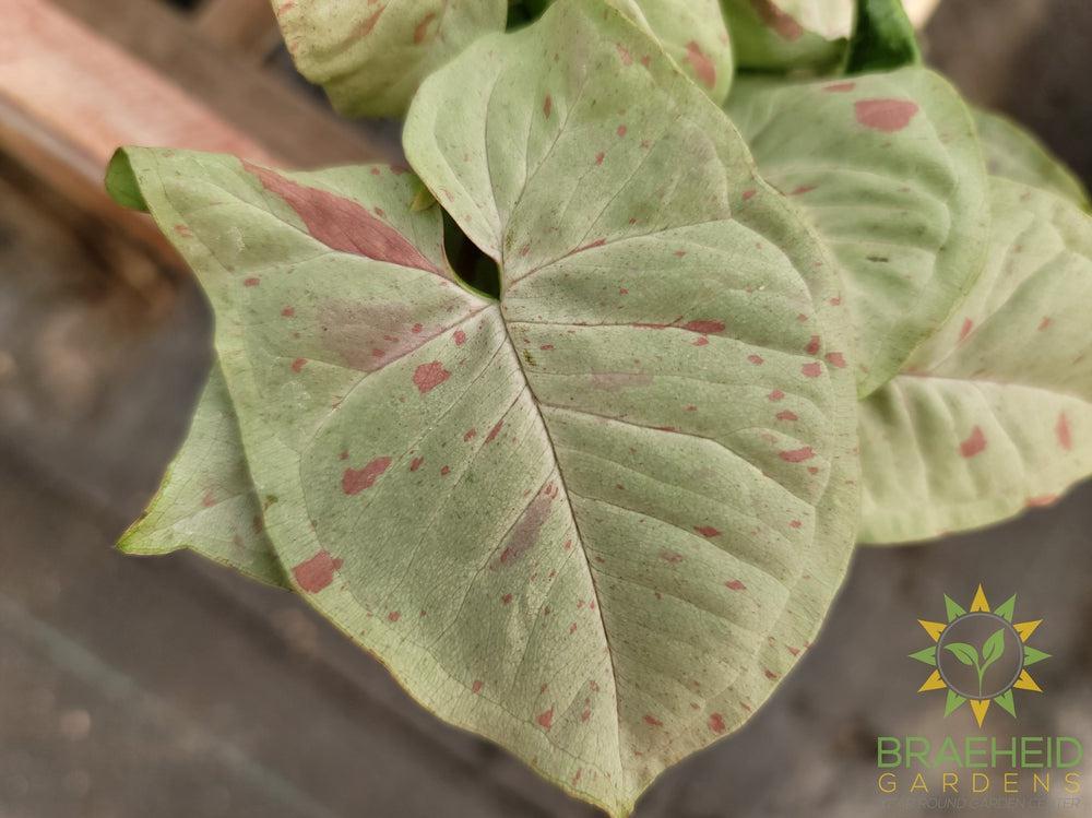 Syngonium Milk Confetti