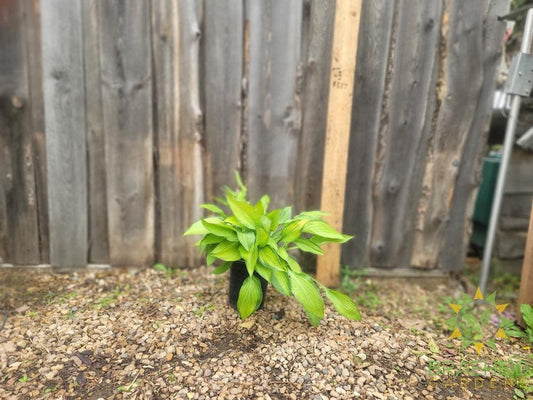 Hosta Pauls Glory -NO SHIP -