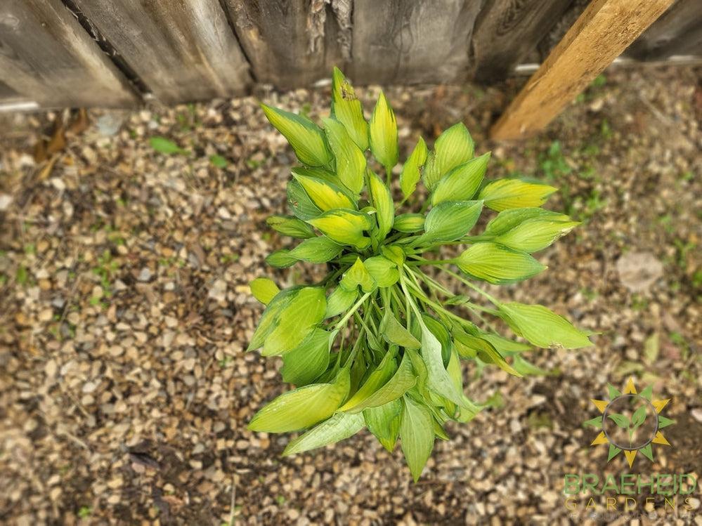 Hosta Pauls Glory -NO SHIP -