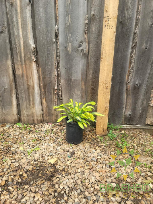 Hosta Rainbows End -NO SHIP -