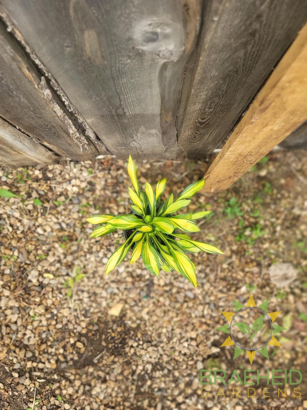Hosta Rainbows End -NO SHIP -