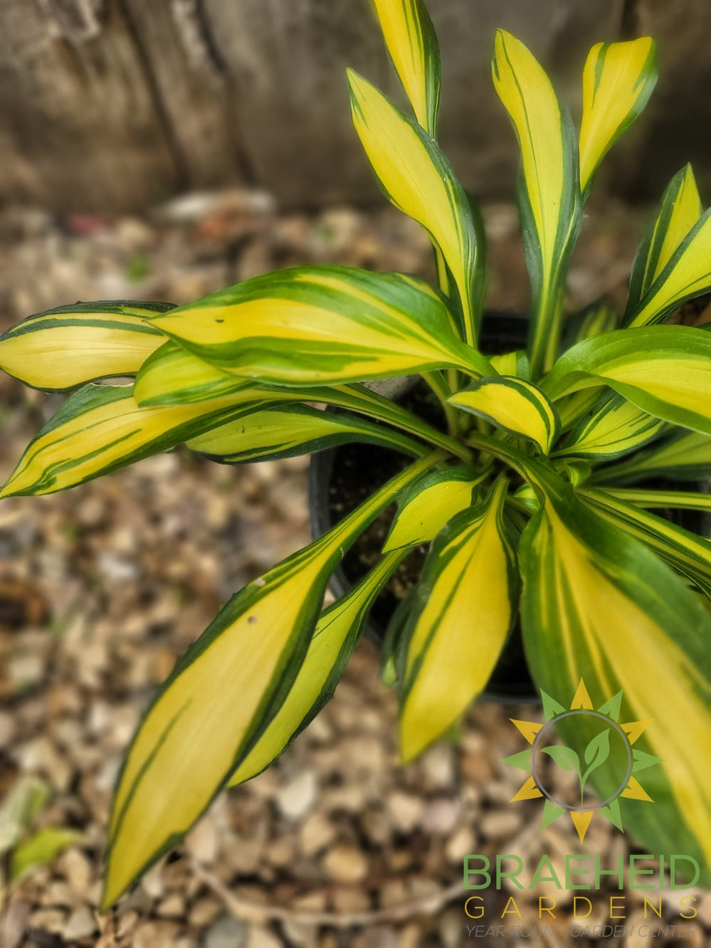 Hosta Rainbows End -NO SHIP -