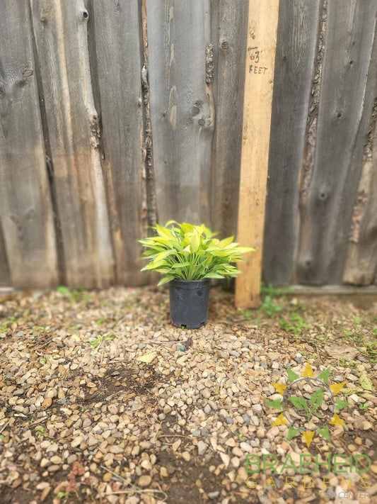 Hosta 'June' -NO SHIP -