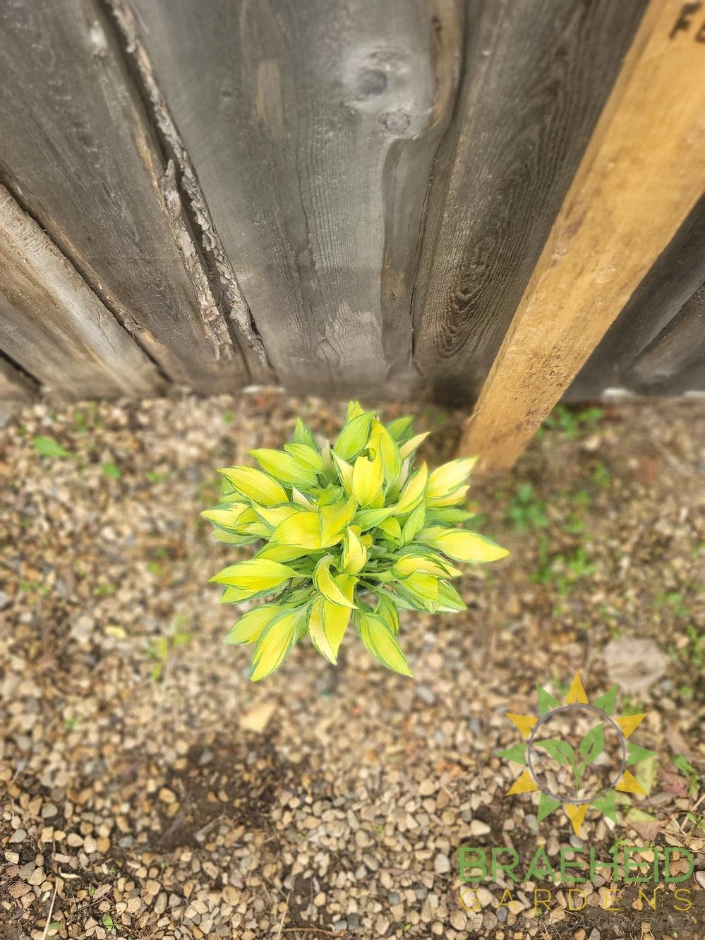 Hosta 'June' -NO SHIP -