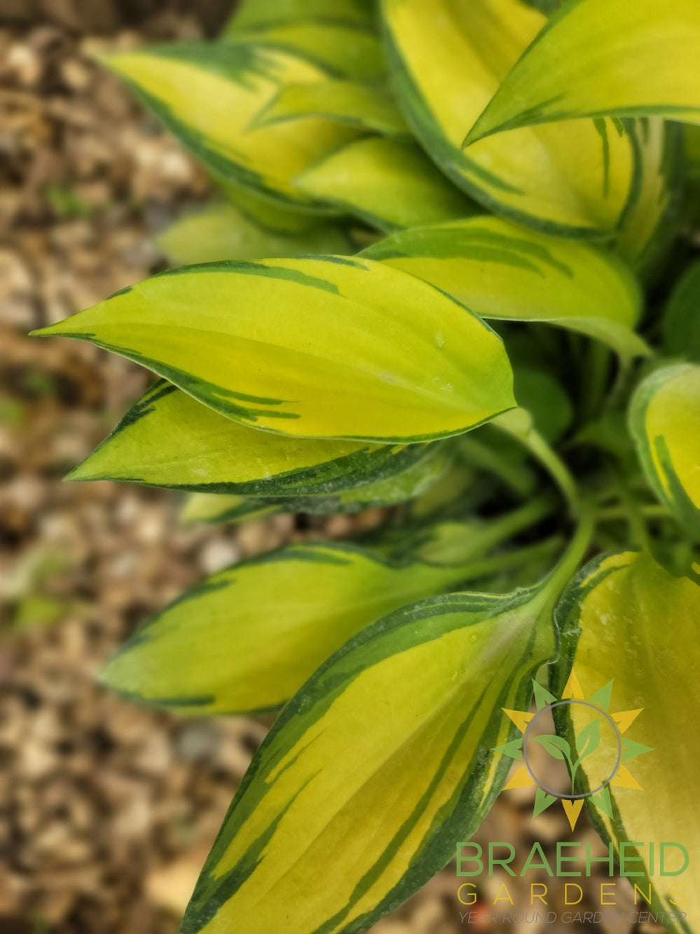 Hosta 'June' -NO SHIP -