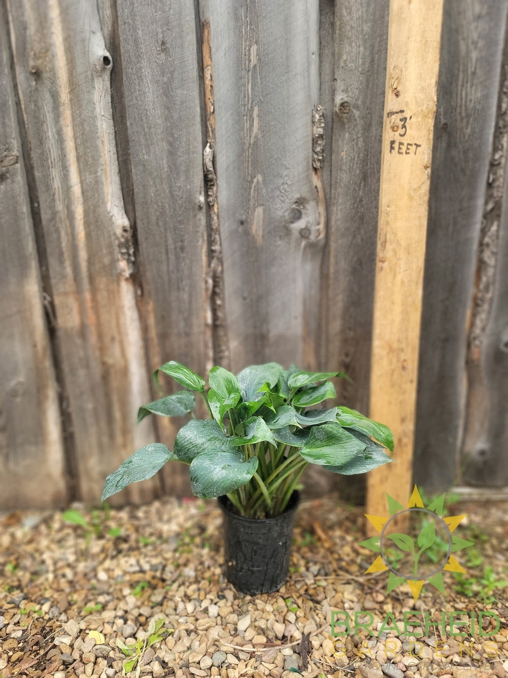 Hosta Bullet Proof -NO SHIP -