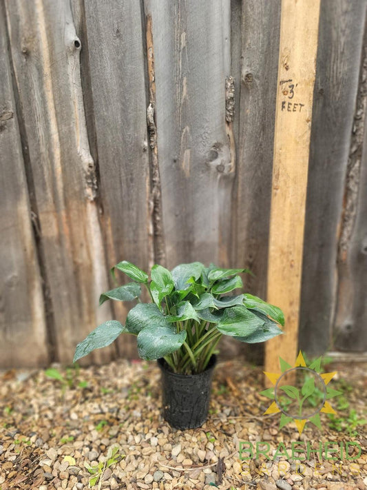 Hosta Bullet Proof -NO SHIP -