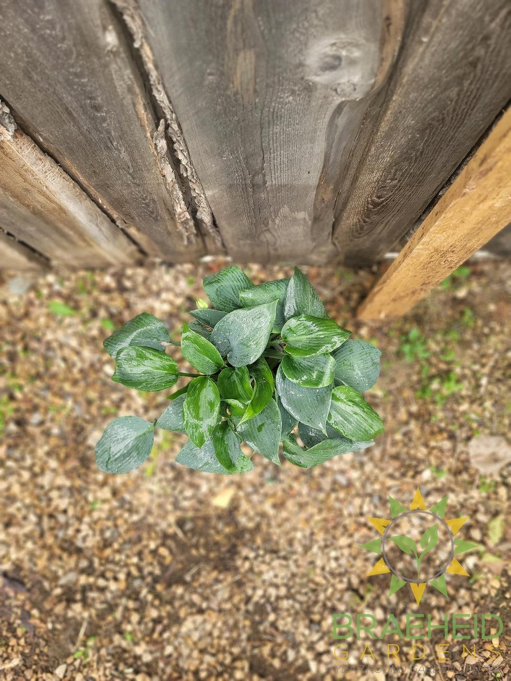 Hosta Bullet Proof -NO SHIP -