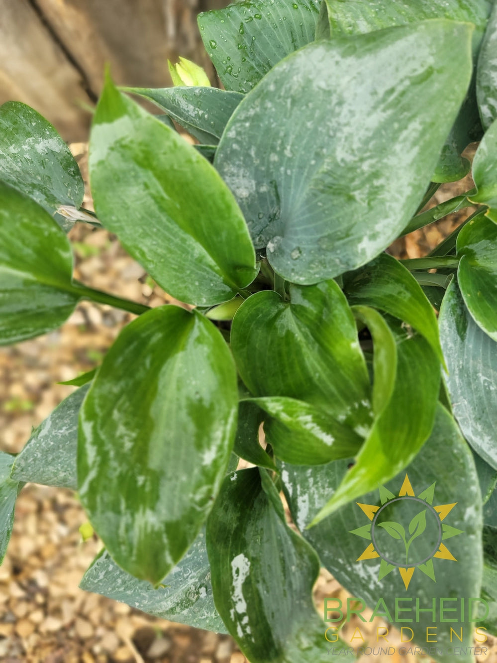 Hosta Bullet Proof -NO SHIP -