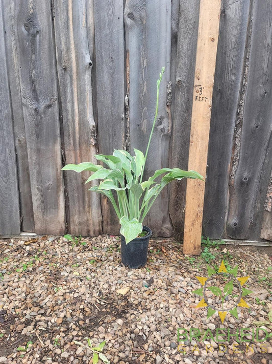 Hosta Regal Splendor -NO SHIP -