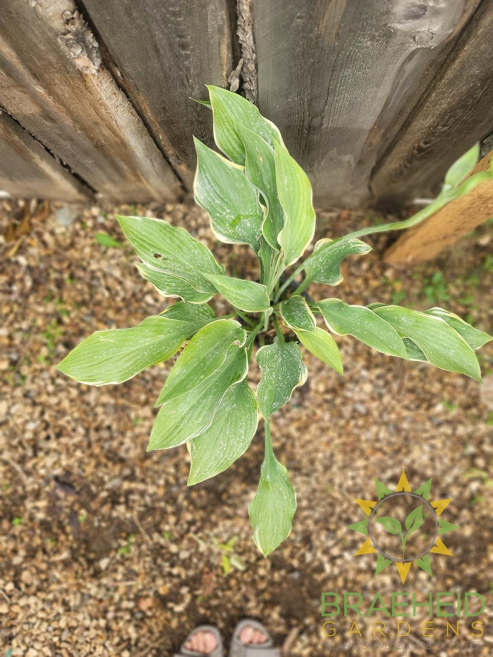 Hosta Regal Splendor -NO SHIP -