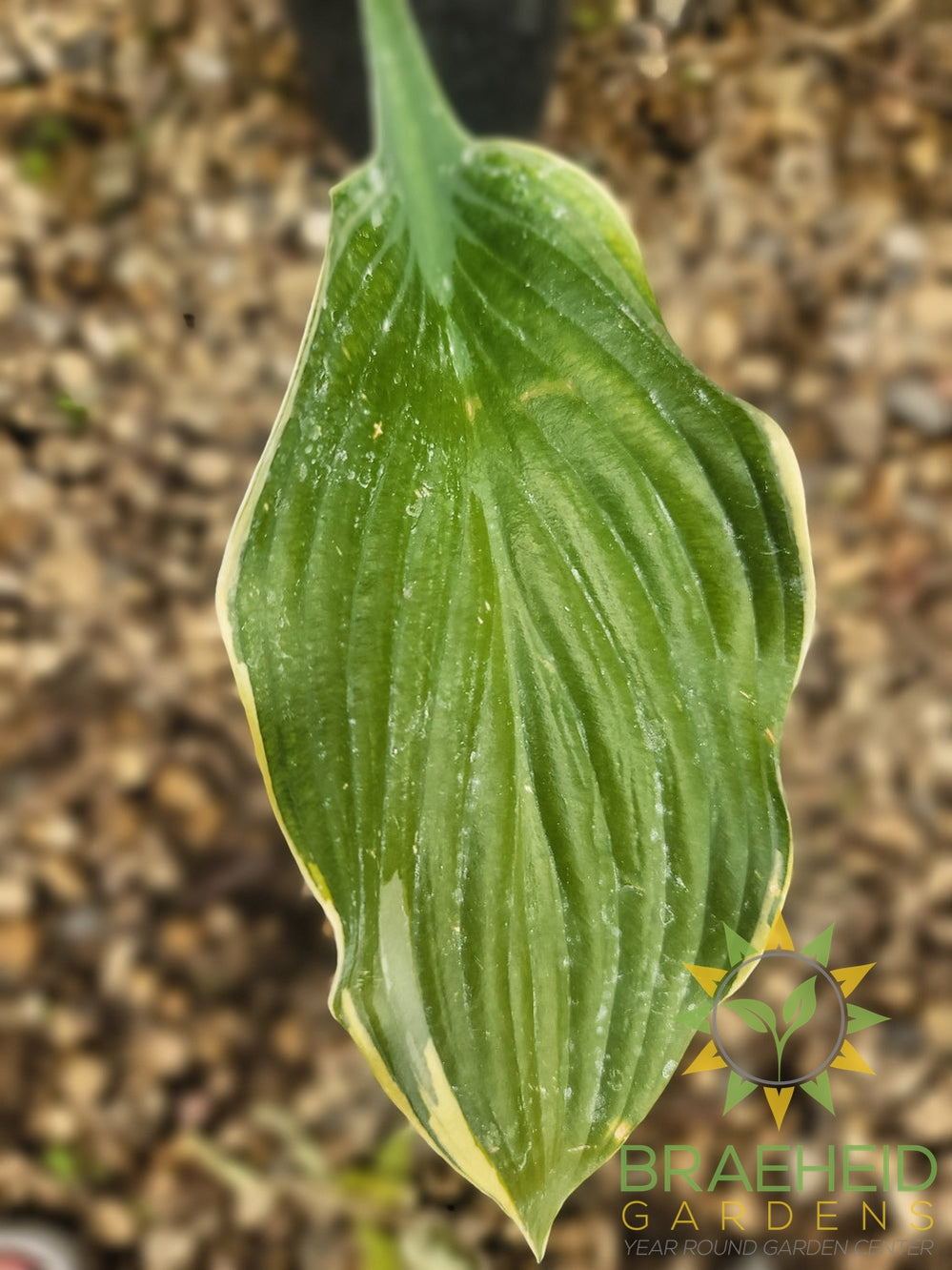 Hosta Regal Splendor -NO SHIP -