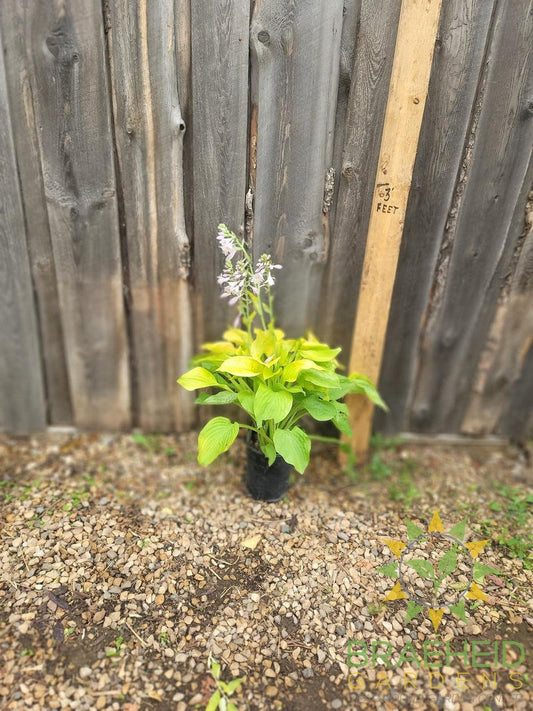 Hosta August Moon -NO SHIP -