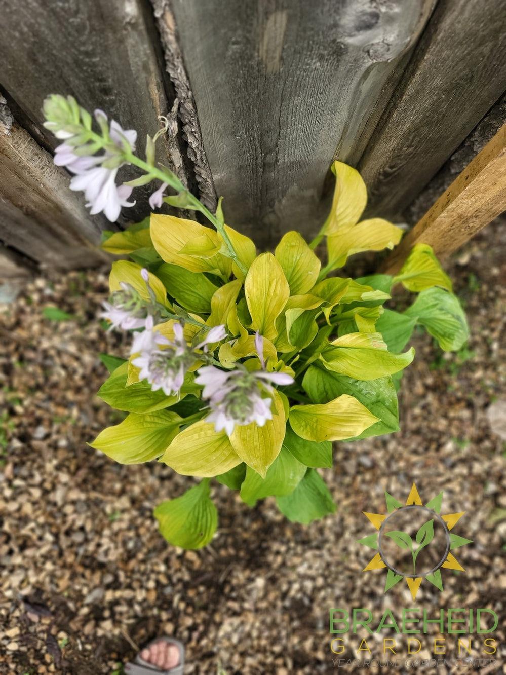Hosta August Moon -NO SHIP -
