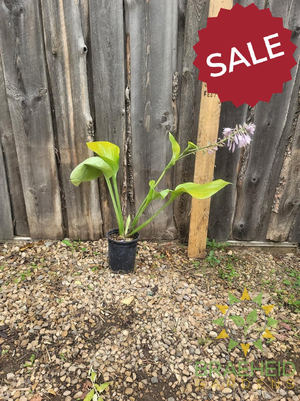 Sum and Substance Hosta - NO SHIP
