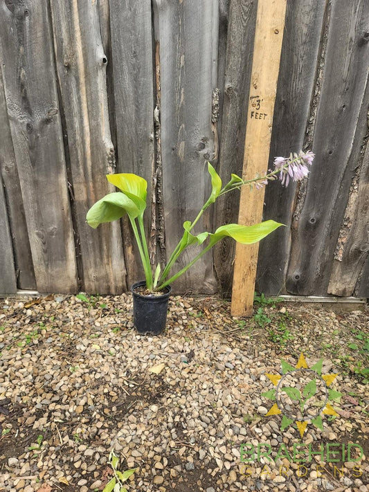 Sum and Substance Hosta - NO SHIP