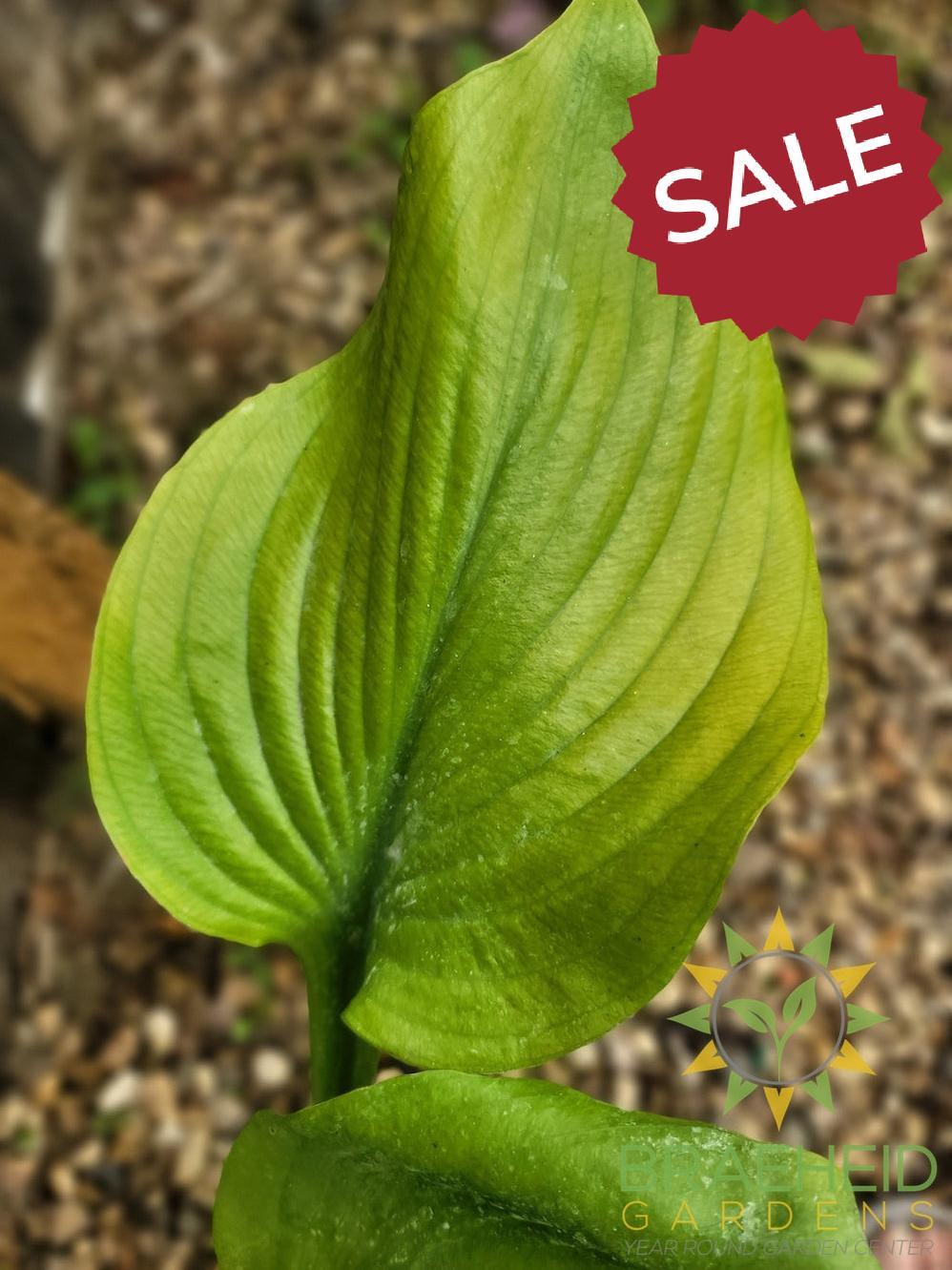 Sum and Substance Hosta - NO SHIP