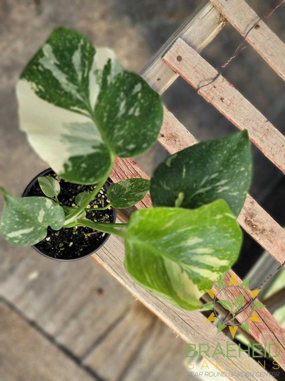 Thai constellation Monstera
