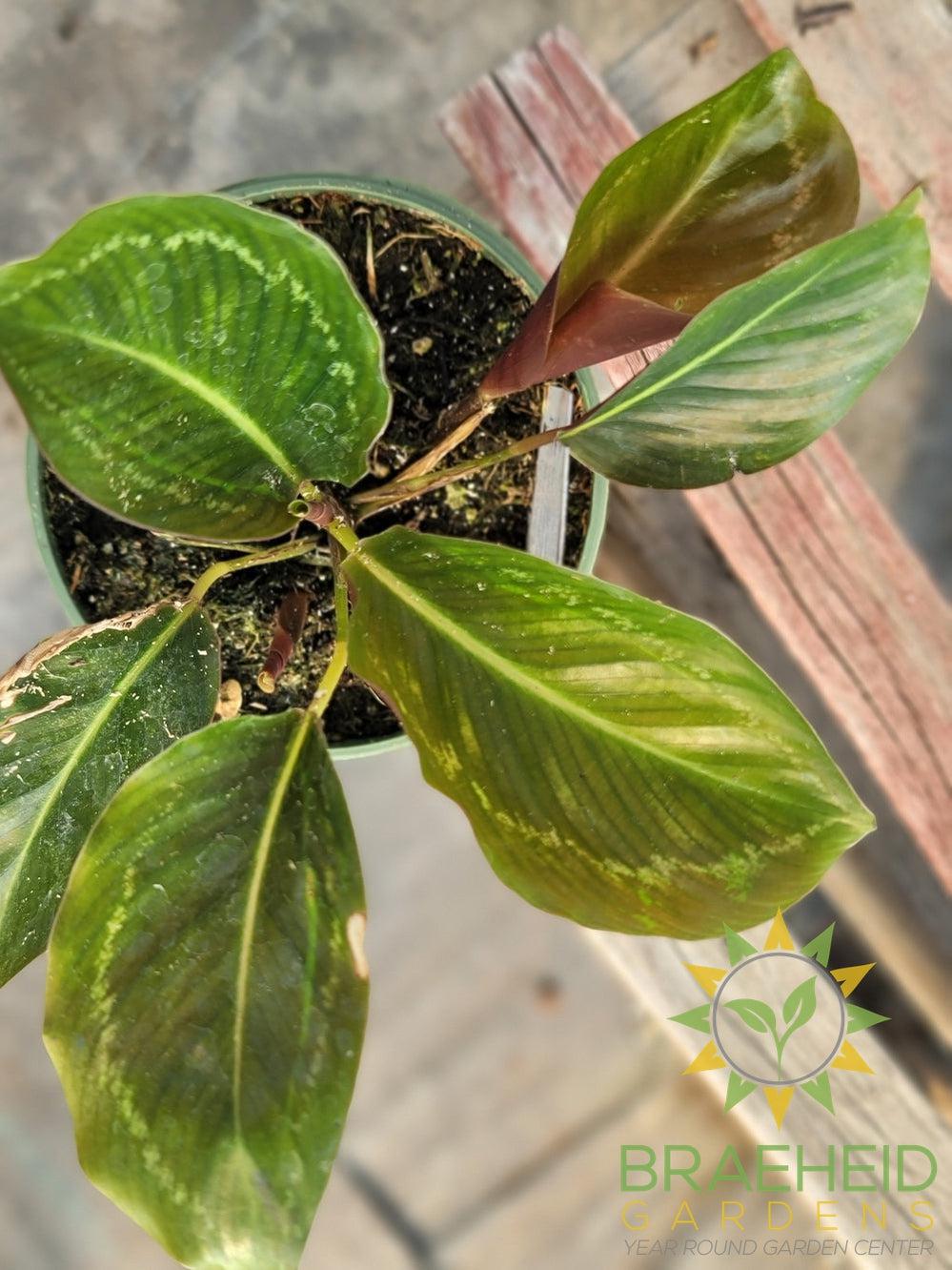Calathea FlameStar