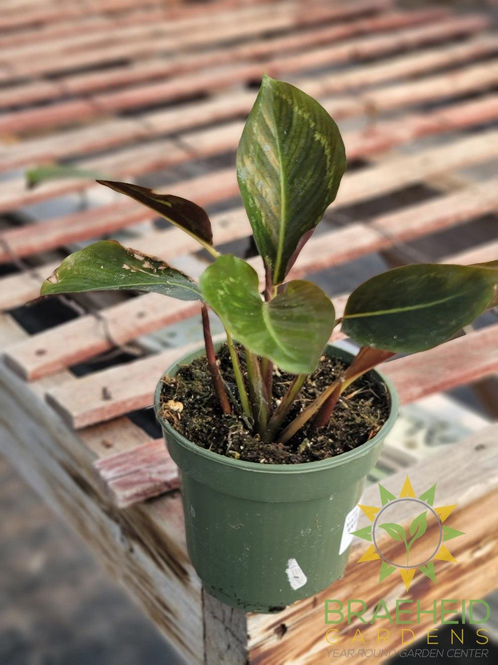 Calathea FlameStar