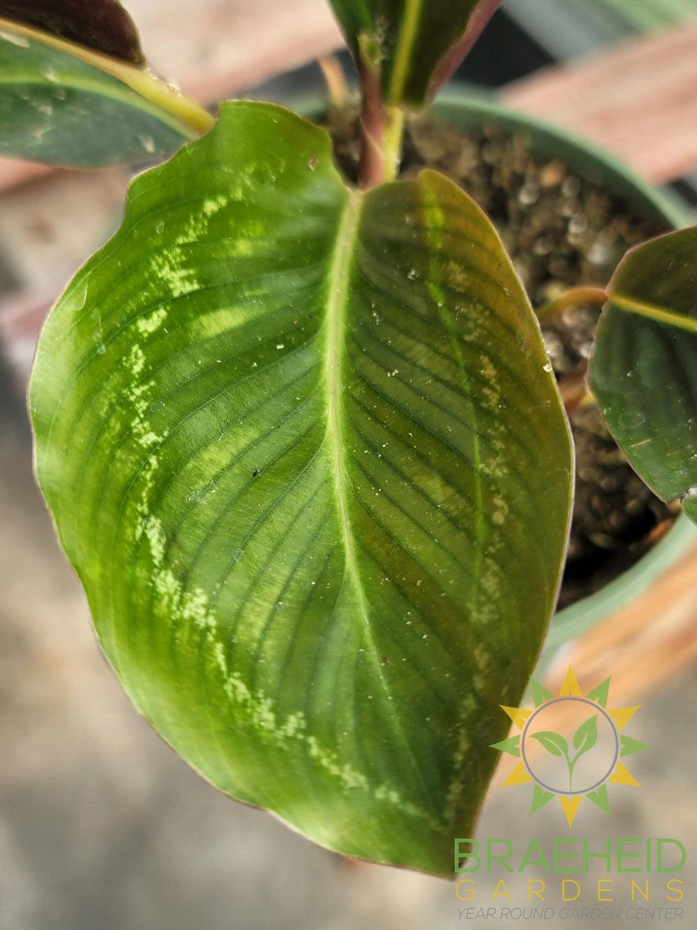 Calathea FlameStar
