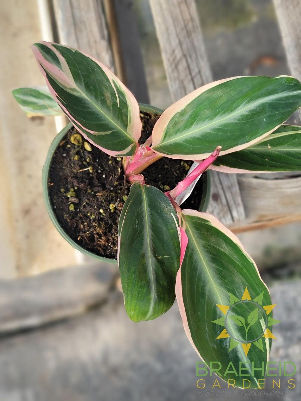 Stromanthe Triostar