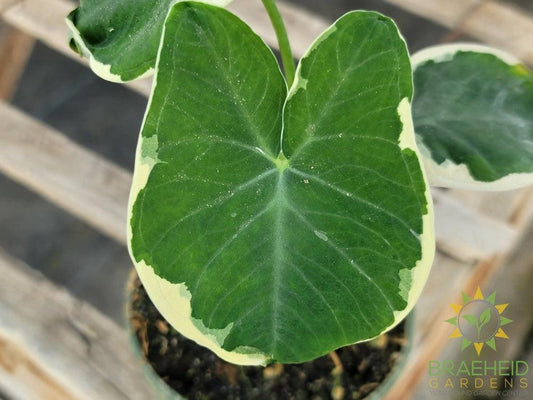 Xanthosoma Mickey Mouse