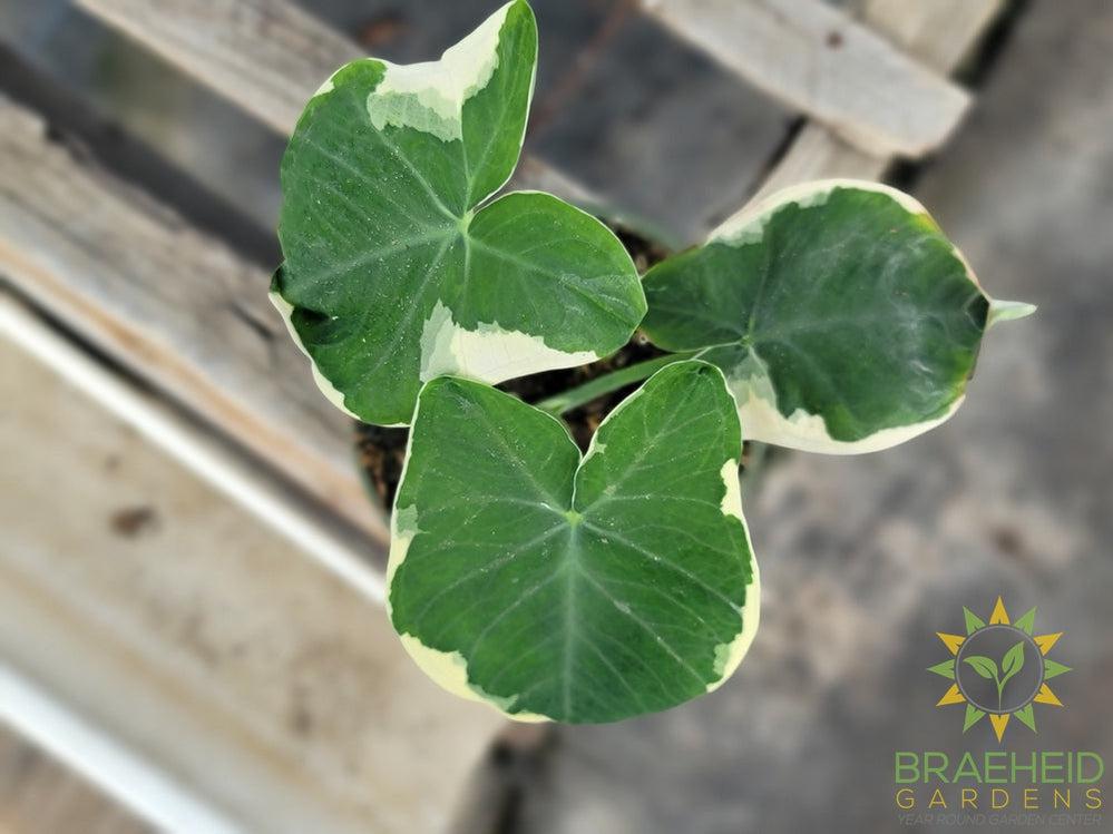 Xanthosoma Mickey Mouse